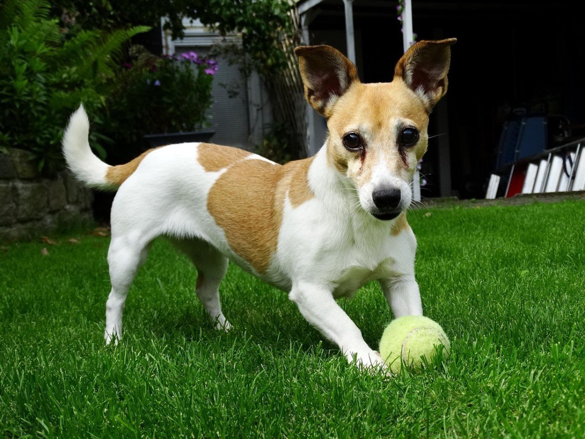 Effective Solutions to Soothe Dog Anxiety