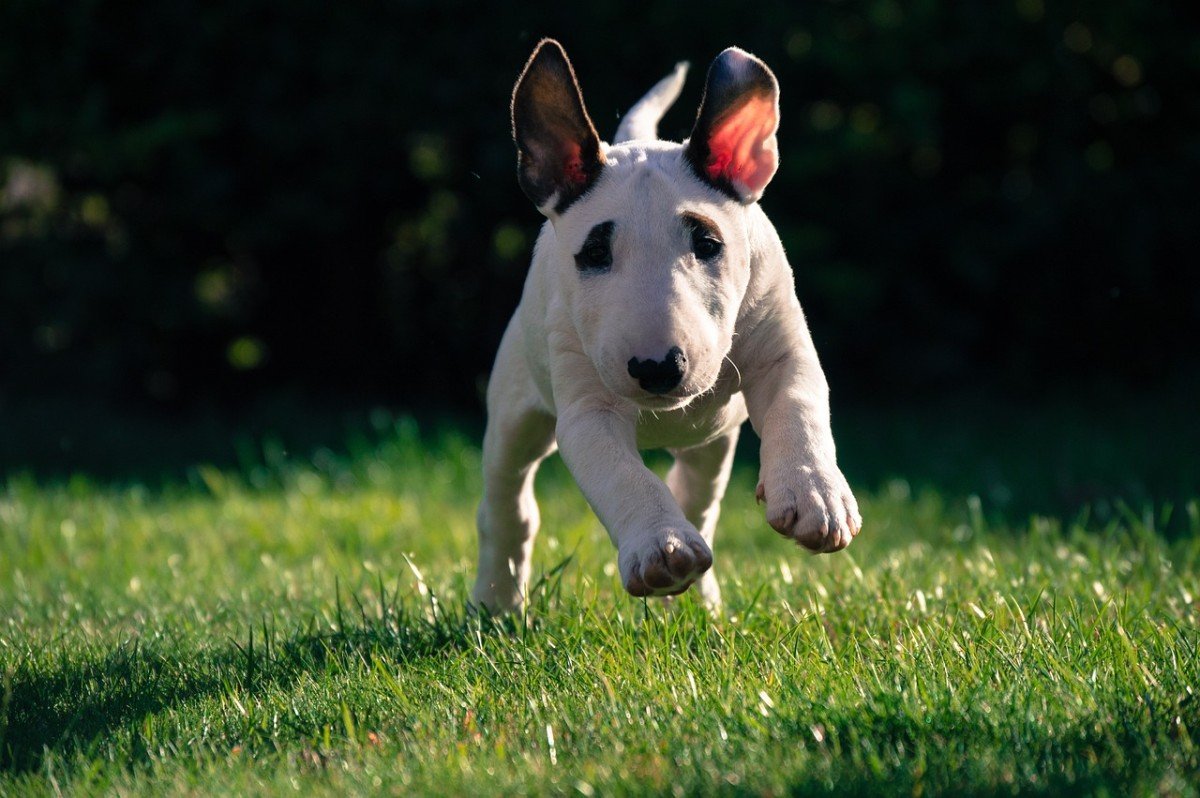 Understanding and Managing Canine Separation Anxiety