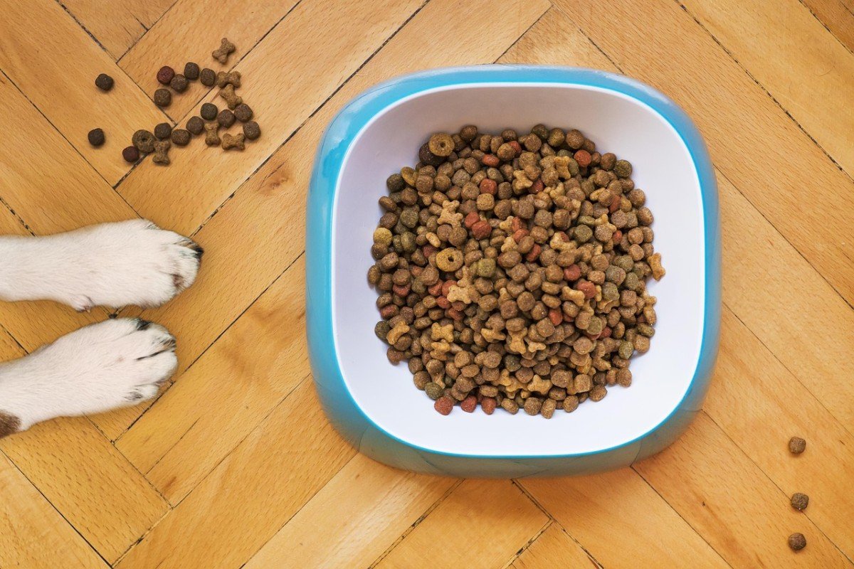 Finding the Perfect Portion: Feeding Your Dog Correctly