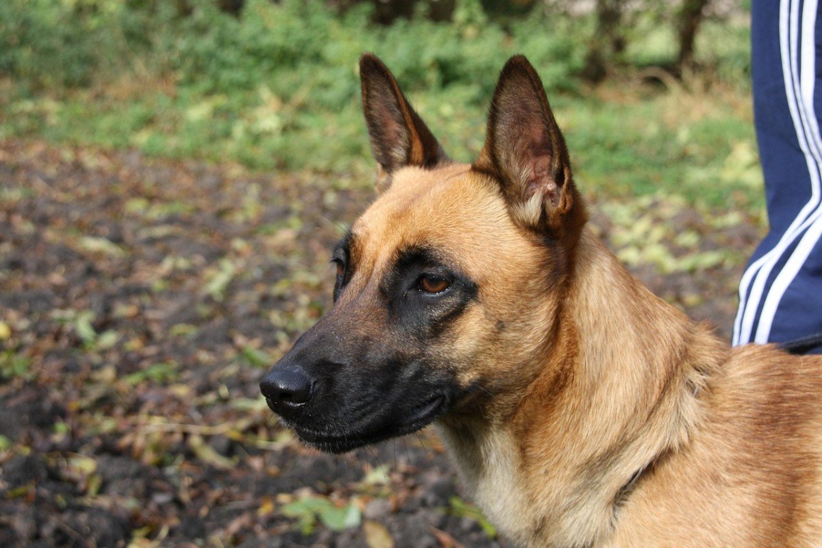 Finding the Ideal Amount of Playtime for Dogs