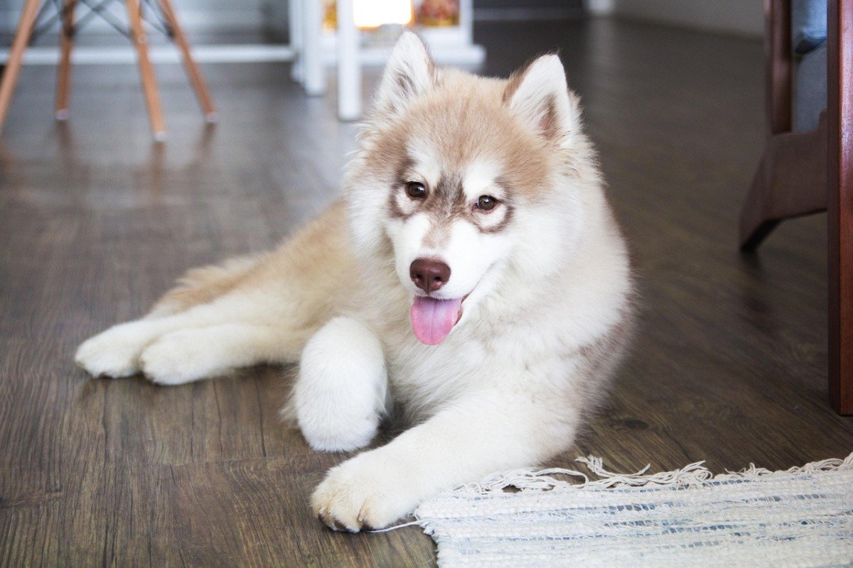 Decoding Dog Behavior: Body Language