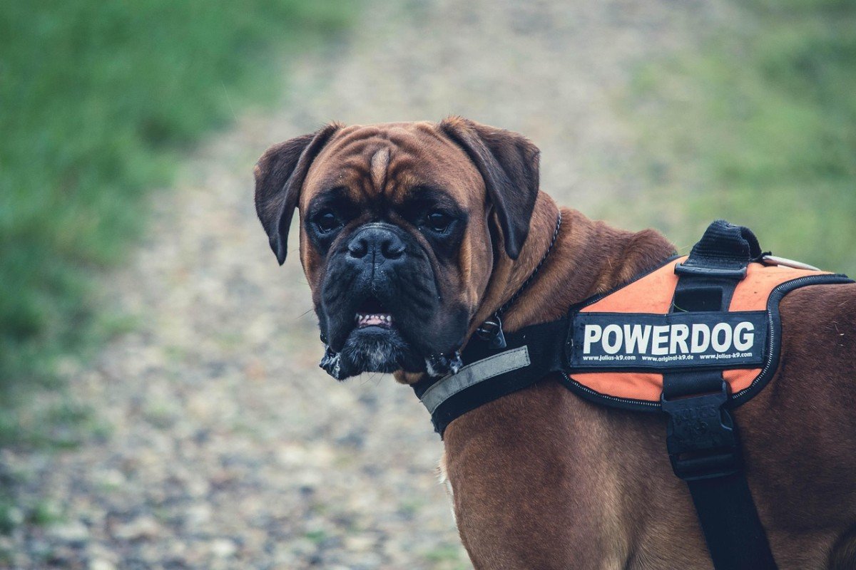 Decoding the Secret Language of Dog Hackles