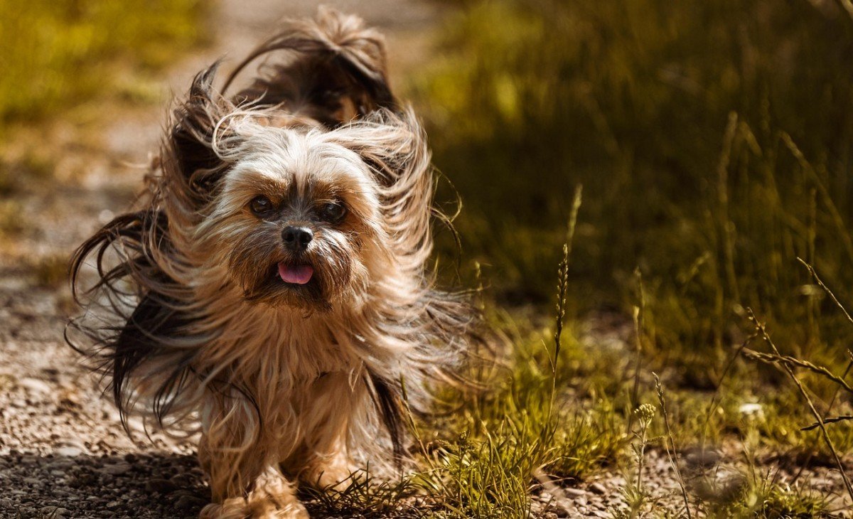 The Importance of Ensuring Senior Dogs Thrive