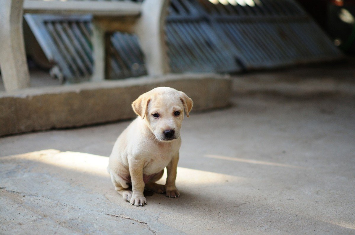 Puppy's Discomfort: Reasons Behind Unwanted Touch
