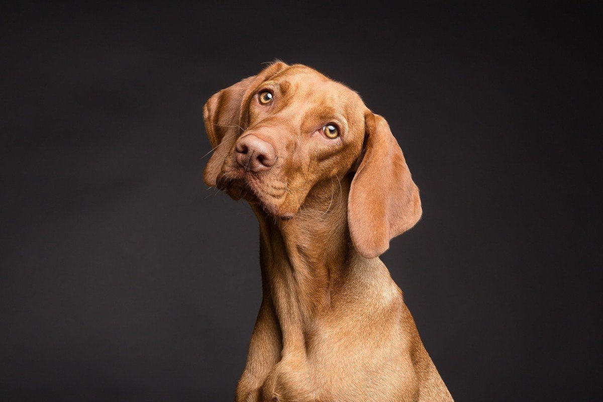 Canine Vision Loss: Causes, Symptoms, and Care