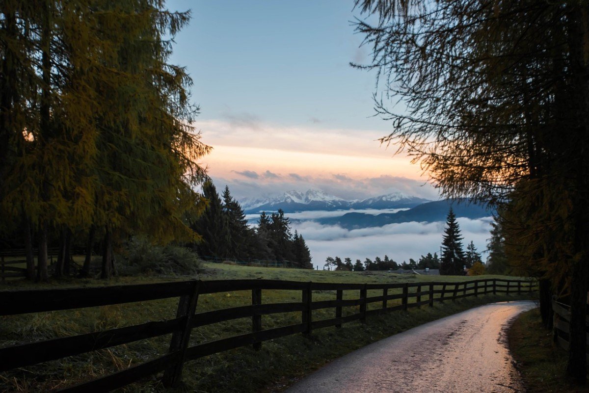 Mastering Boundaries: Teach Your Dog