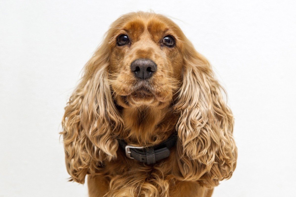 Conquer Your Dog's Separation Anxiety