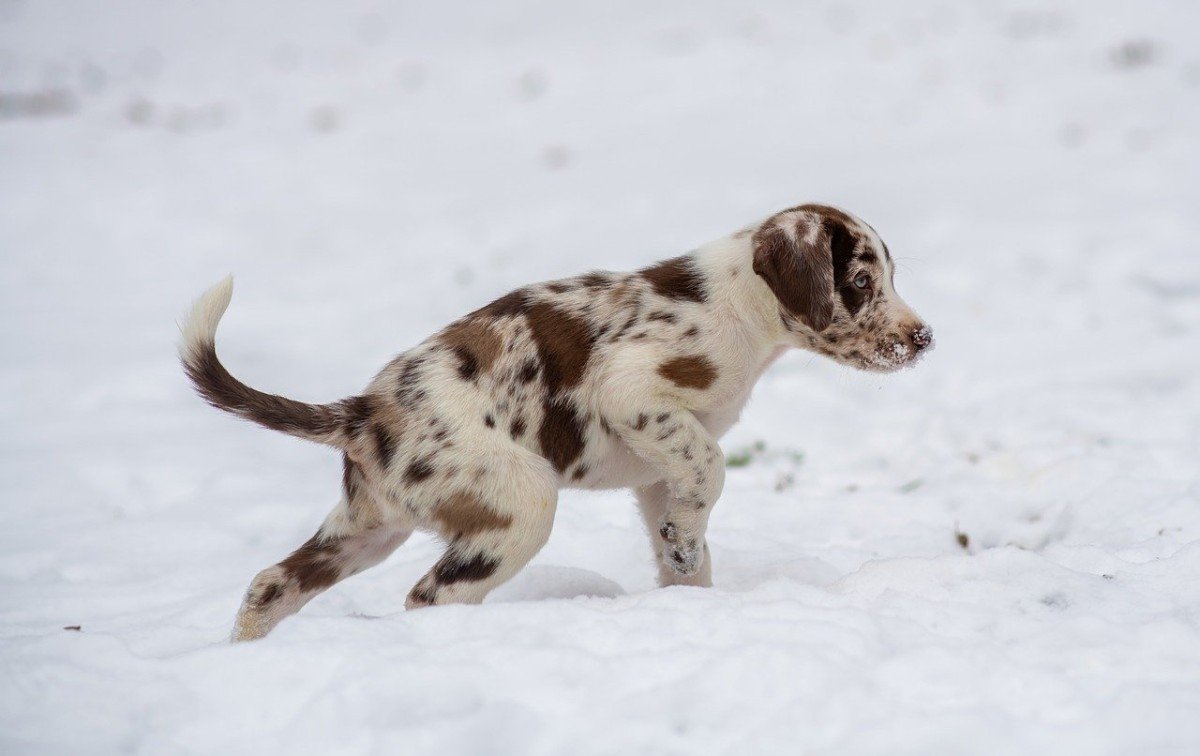 Decoding Puppy Personalities: Traits to Consider