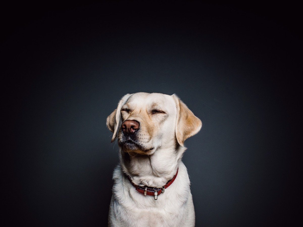 Adopt Don't Shop: Rescue a Shelter Dog