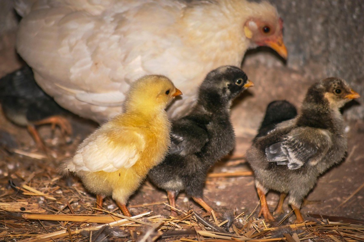 Guide to Constructing a Chicken Coop: Step-by-Step