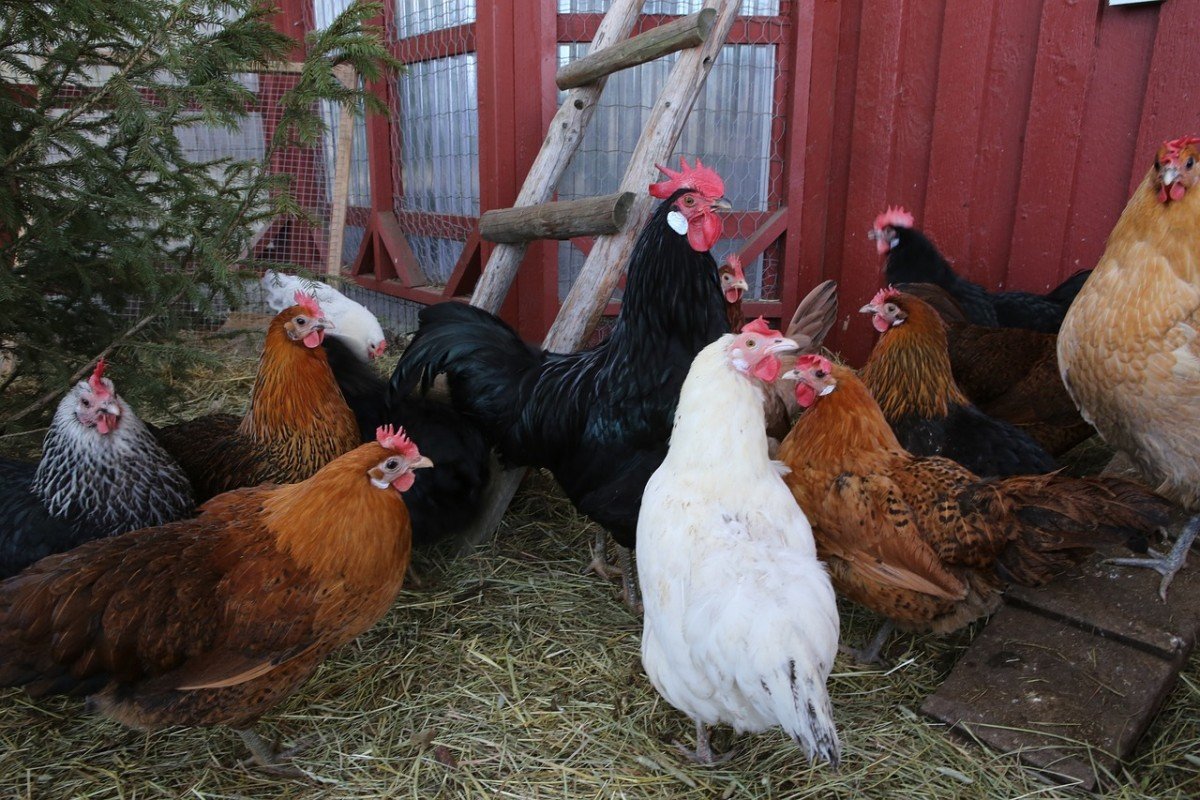 Affordable Chicken Coops