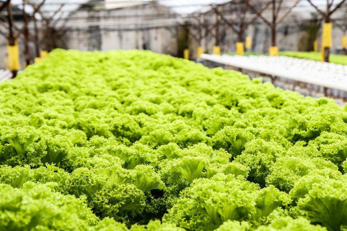 DIY Hydroponics: Set Up Your Own System