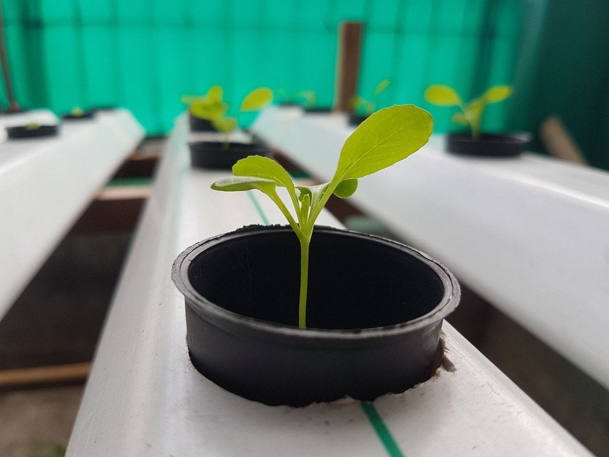 Exploring Hydroponics: Efficient Growing Without Soil.