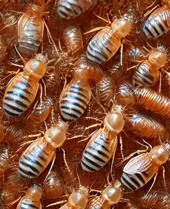 Banish Cat Fleas in a Flash: Your Speedy Guide to a Furry, Flea-Free Friend