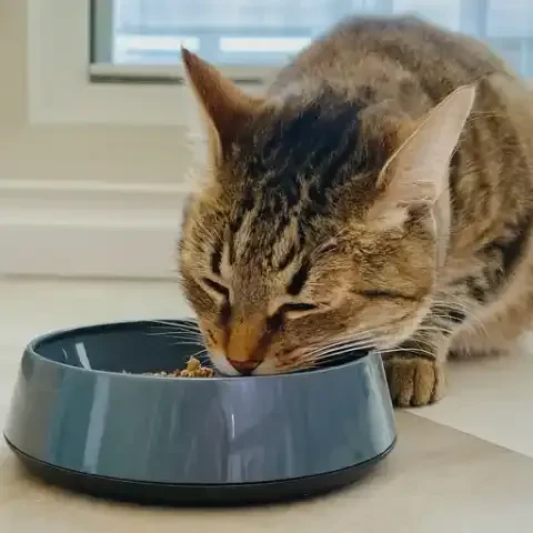 Affordable Supplies for Cat Owners on a Budget