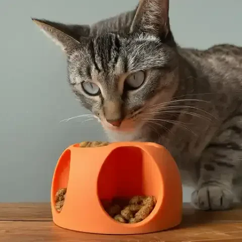 Ensuring Your Feline's Wellness Through Thoughtful Selection
