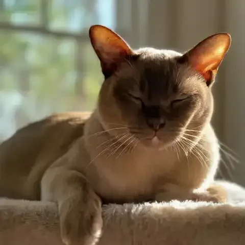 Understanding the Mysterious Ways of Our Feline Companions through Science and Observation