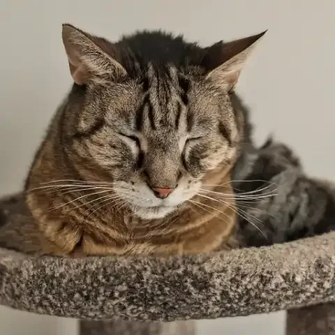 Essential Items for Your Aging Cat's Comfort and Health