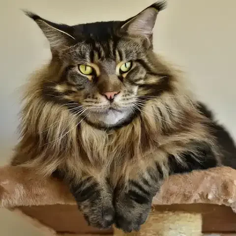 Creating a Harmonious Environment for Your Feline Friends
