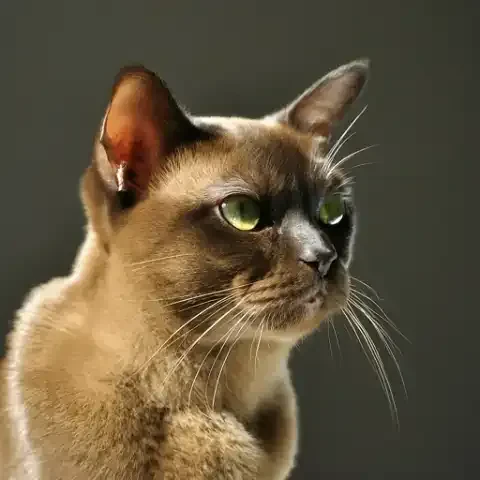 Essential Care for a Happy and Healthy Feline