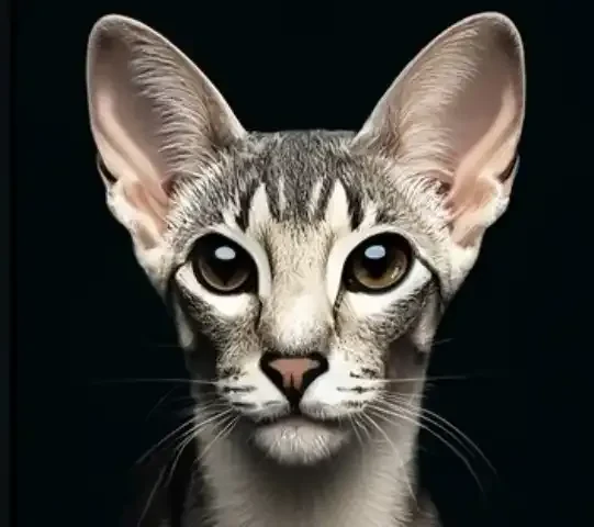 Discovering the Most Luxurious Cats Loved by Pet Owners