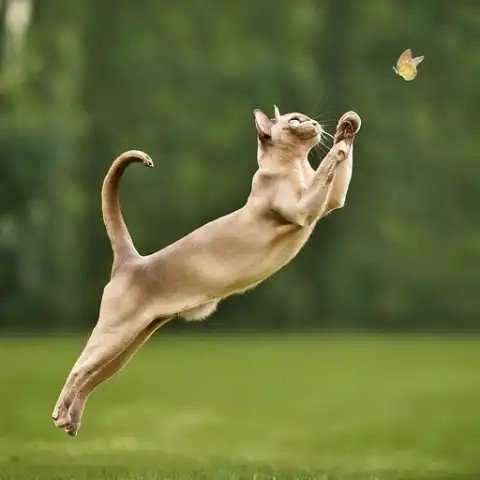 Why Do Cats Land On Their Feet