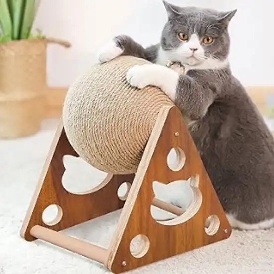 Hilarious Ways Cats Make Us Laugh Every Day
