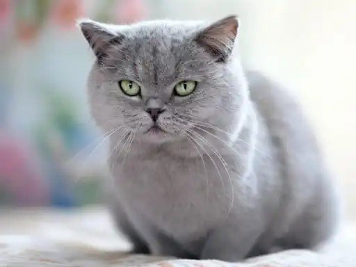 All About Munchkin Cats: Fun and Facts