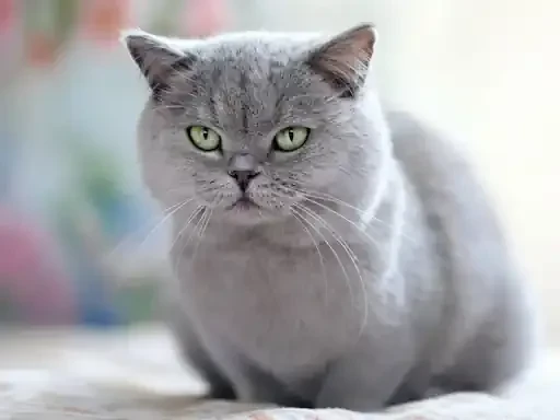 The Munchkin Cat: A Small but Mighty Feline Companion!