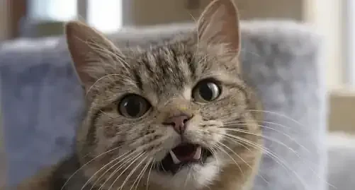 The Catnip Effect: How the Herb Affects Cats' Brains and Behavior!
