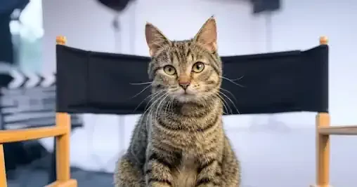 Cats in Film: From Purr-fect Performances to Feline Flops