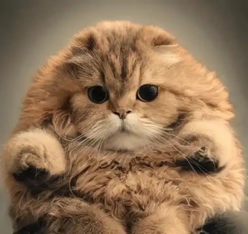 Popular Cat Breeds You Should Know About