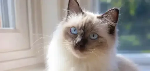  From Temperament to Care Tips, Everything You Need to Know About Ragdoll Cats