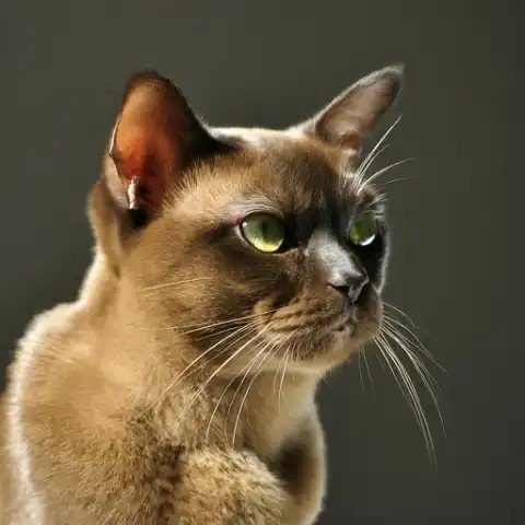 All About Burmese Cats: Friendly Feline Companions