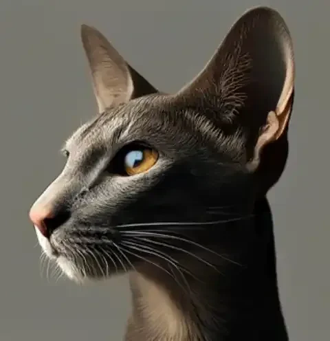 The Complete Guide to Oriental Shorthair Cats: Personality, Care, and FAQs