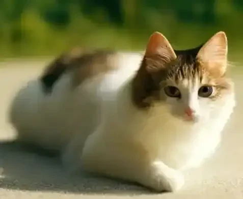 Rules for a Happy Cat-No Exceptions
