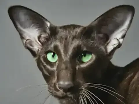 Finding a name that suits your furry friend perfectly