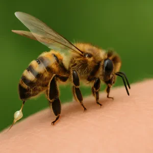 Find out what happens to honey bees after they sting and why it matters for beekeepers