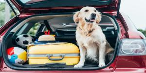 Essential Gear to Keep Your Furry Friends Safe and Happy on the Road