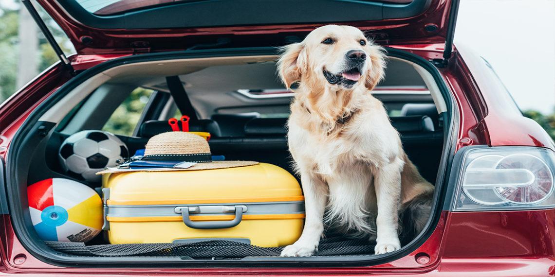 Top Car Accessories for Traveling with Pets