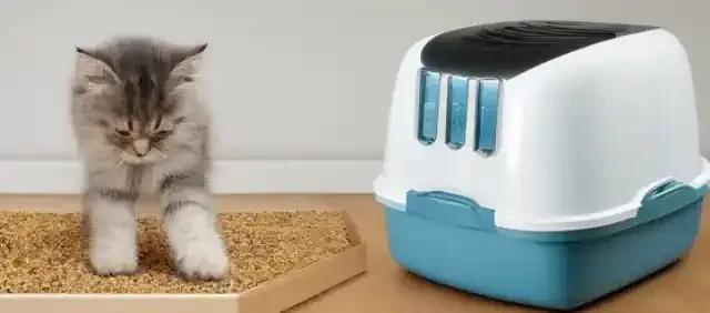 Choosing the Right Cat Litter: Factors to Consider