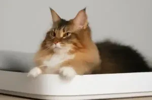 Everything You Want To Know About The Cat Litter Box