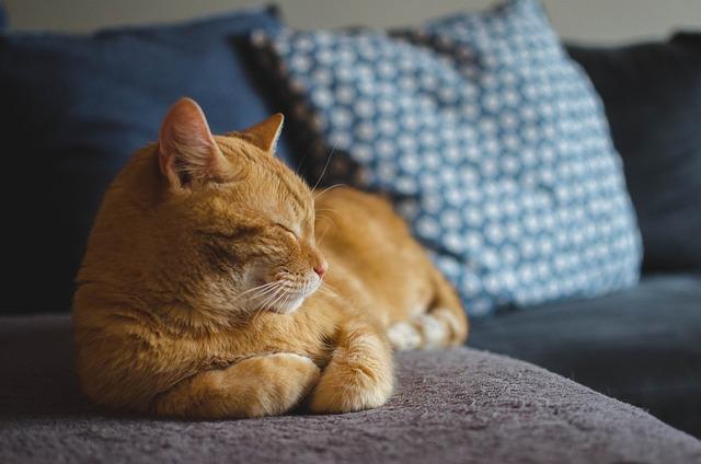 Helpful Advice for Keeping Your Older Feline Happy and Healthy
