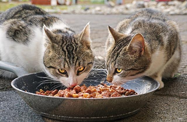 Best Low Protein Cat Food for Kidney Disease