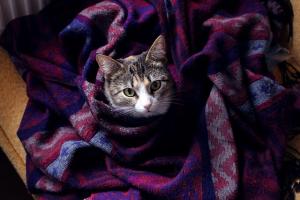 Tips for Keeping Your Feline Friends Warm and Happy