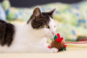 Find the perfect toys for kittens and senior cats