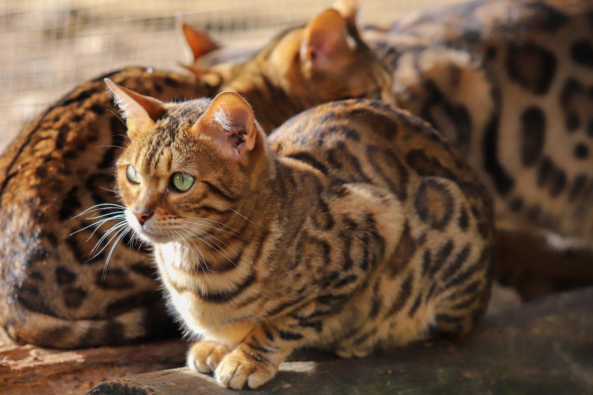 Tracing the Roots of Our Feline Friends: A Historical Look at Domestic Cats