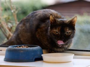 Discover which type of cat food is best for your feline