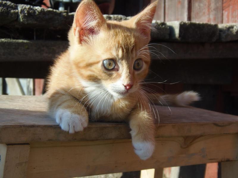 Top Cat Breeds That Thrive in Cozy Spaces