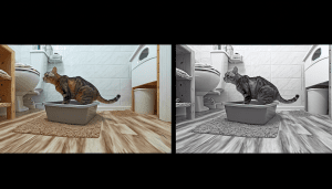 Simple Tips to Help Your Cat Learn Litter Box Basics